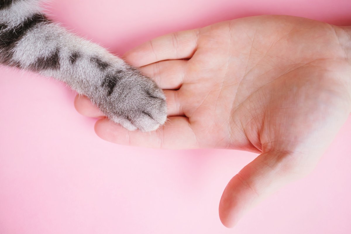 Крошечные лапки. Лапка кота. Кошачьи лапки на руки. Кошачья лапа и рука. Кошачья лапка и рука человека.