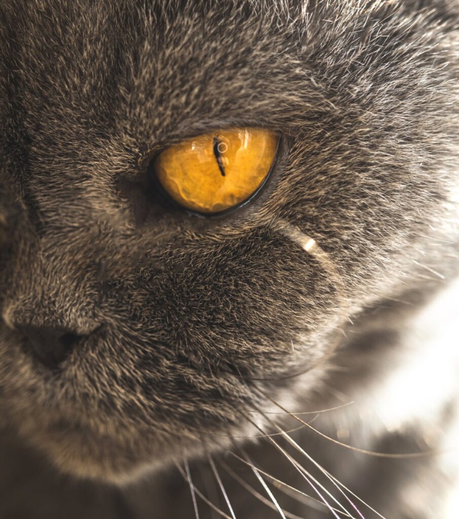 Cat portrait with selective focus on a yellow eye