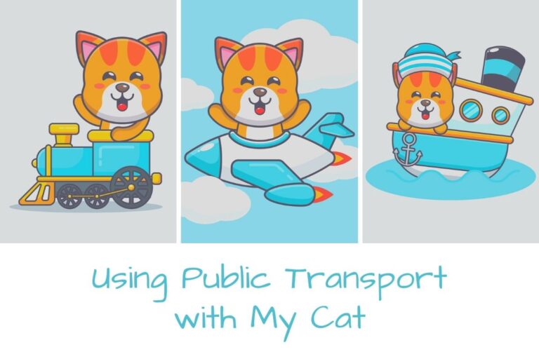Using Public Transport with My Cat