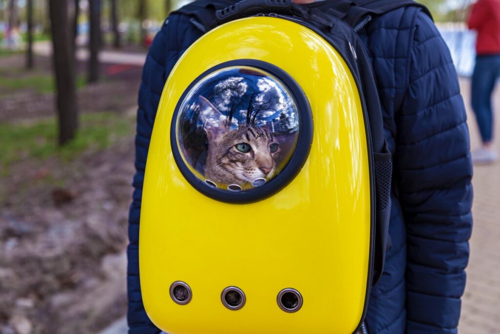 A cat is traveling in a ventilated backpack