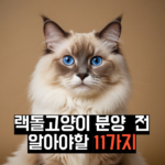 랙돌고양이