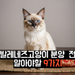 발레네즈고양이