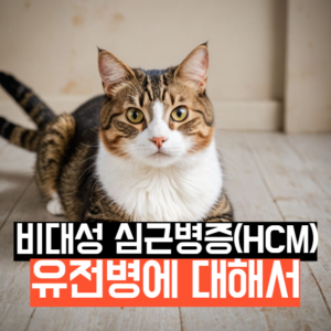 비대성 심근병증