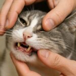 고양이 잇몸 질환